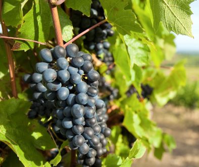 vineyard-min